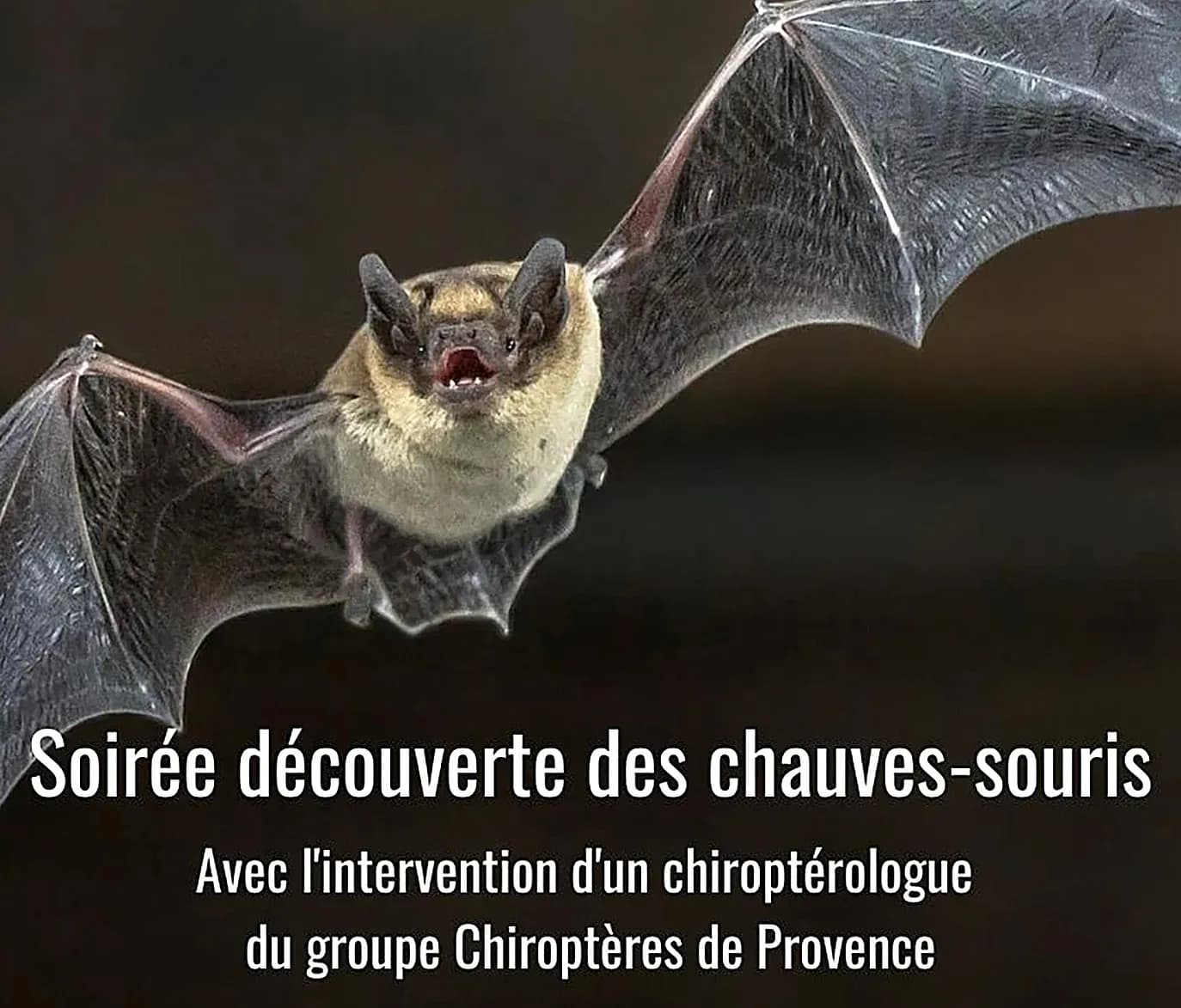 Une soirée découverte des chauves-souris très instructive