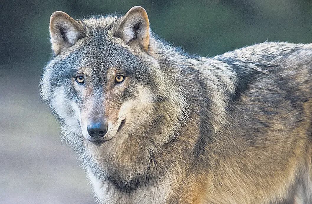 Max Bauer : « 500 loups et combien de brebis, Monsieur Hulot » ?