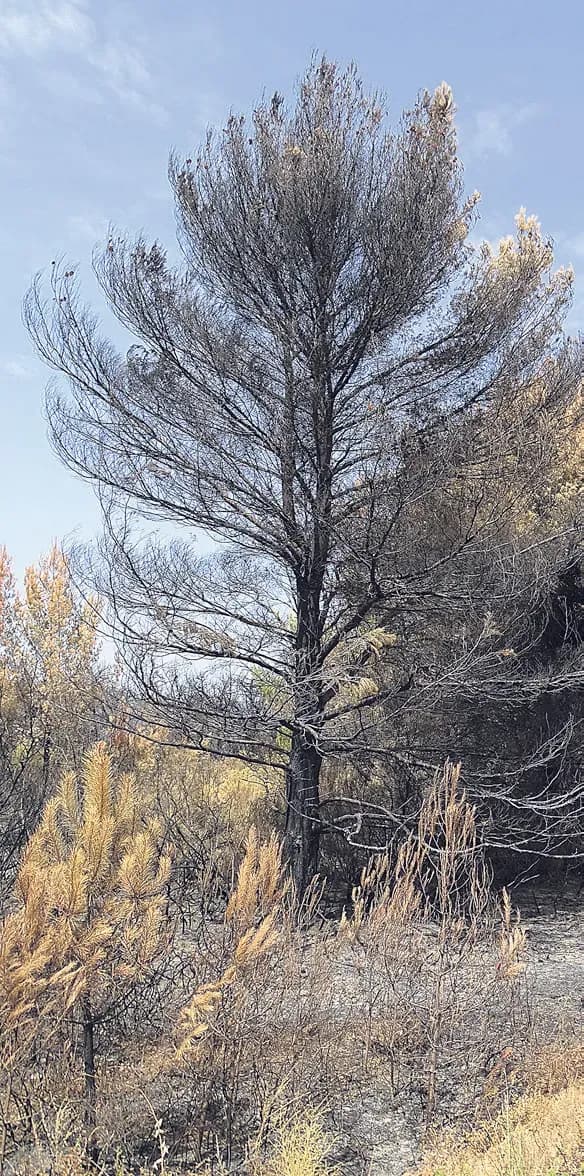 Vignerons, forestiers, agriculteurs et élus se mobilisent contre les feux de forêt !