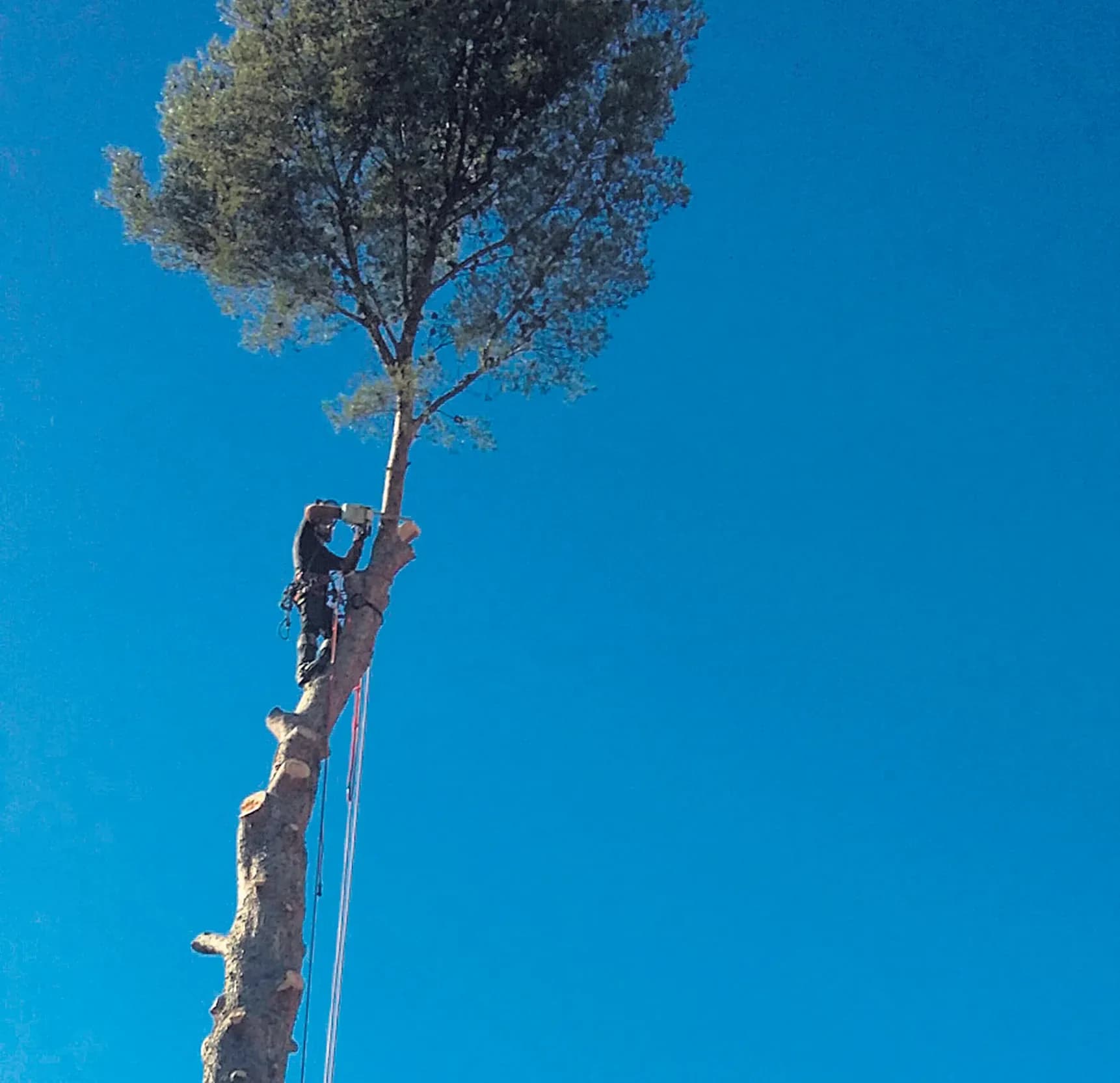 « O Fil de l’Arbre », élagage et débroussaillement