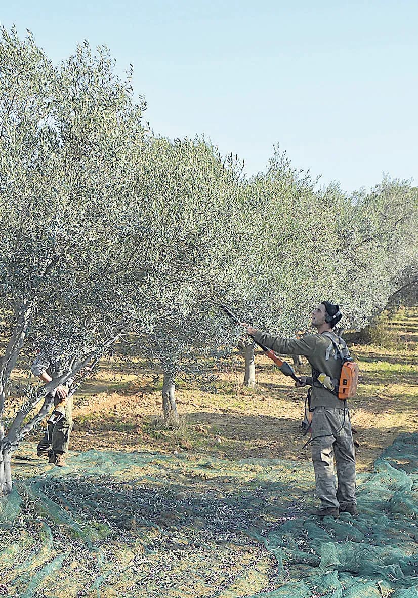 Jean Dubille : « Pour notre huile d’olive, l’expérience des équipes est primordiale »