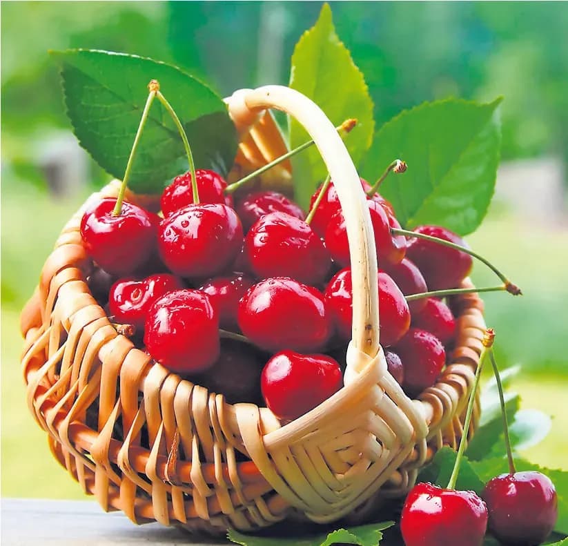 1ère édition du Marché de la Cerise